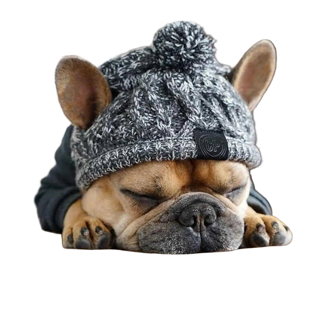 Gorro de inverno para cães — bulldog francês com gorro colorido