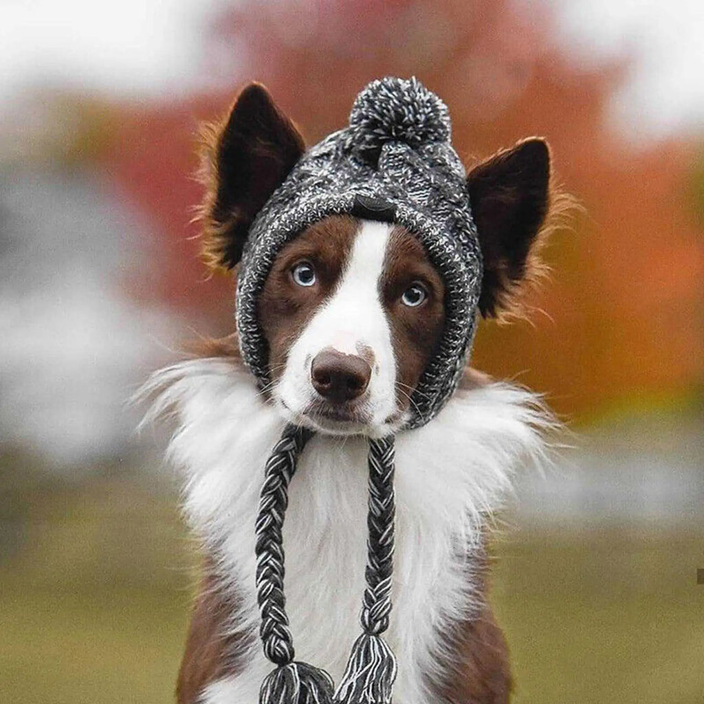 Chihuahua com gorro de inverno — proteção das orelhas