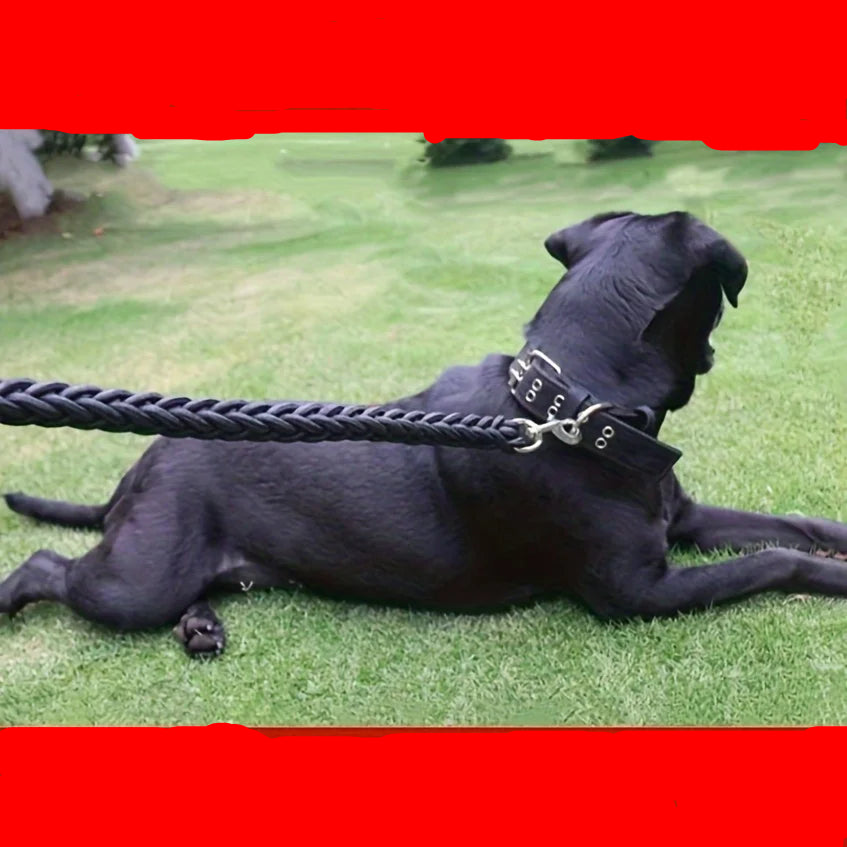 Guia de Treino para Cães Grandes — Controlo máximo, conforto total
