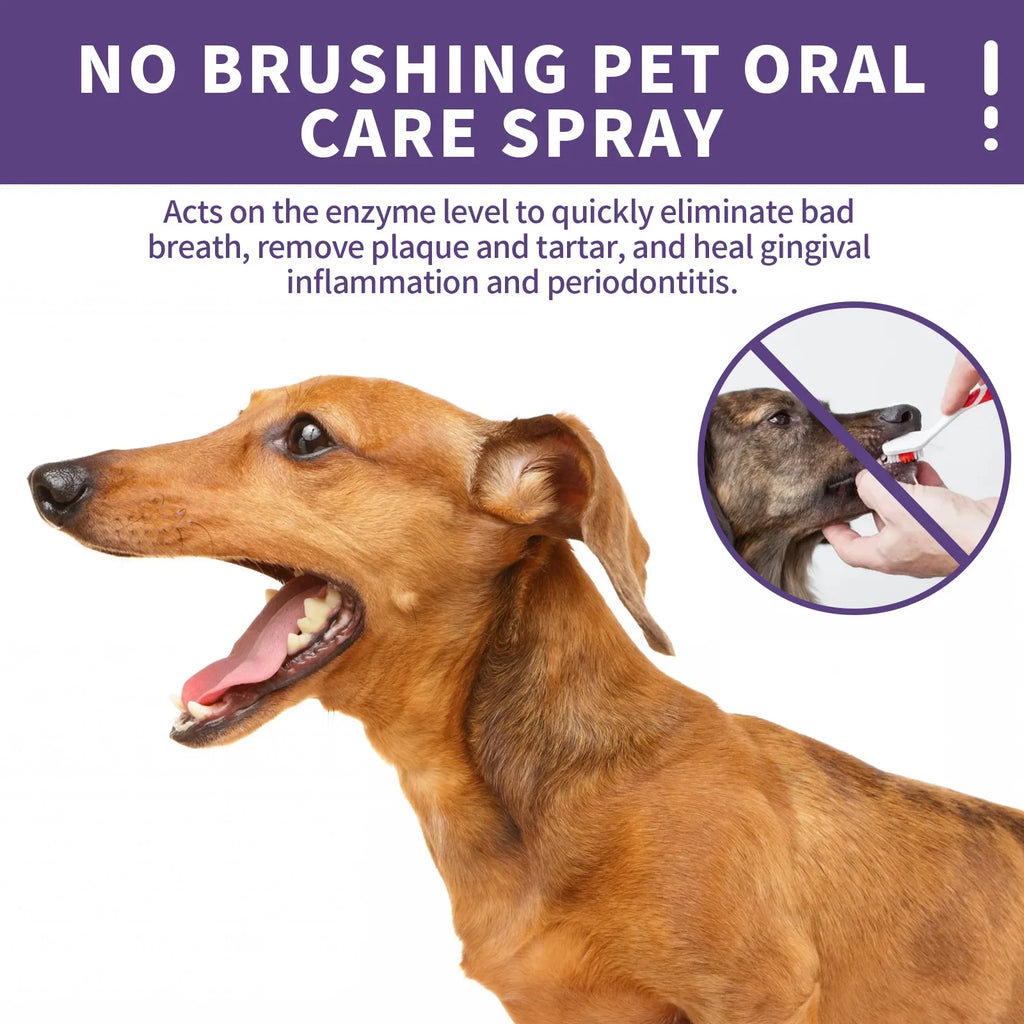 Aplicação do spray dental em cão — sem escova necessária