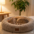 Cama calmante anti-ansiedade — gato laranja a dormir em cama redonda bege
